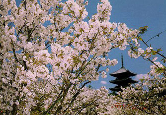 20060220011107-sakura.jpg