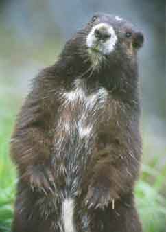 vancouver_island_marmot.jpg